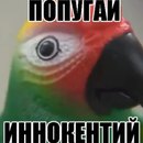 Попугай Иннокентий